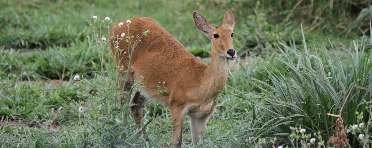 Serengeti National Park: Long Grass Plains Bohor Reedbuck