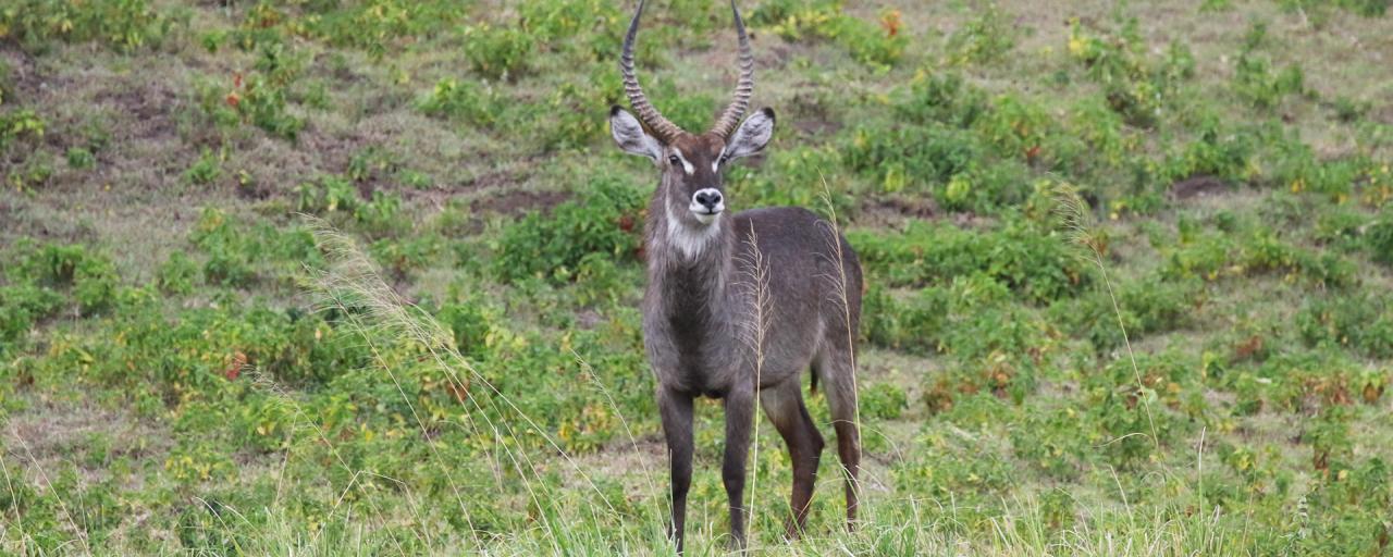 Waterbuck at Arusha National Park in Tanzania East Africa  