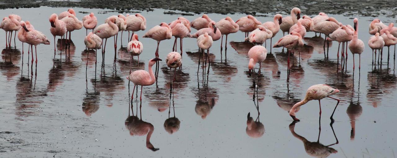 arusha tanzania romina facchi africa exploringafrica lesser flamingo