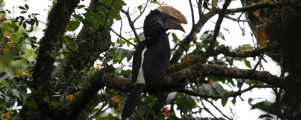 arusha tanzania romina facchi africa exploringafrica silvery cheecked hornbil