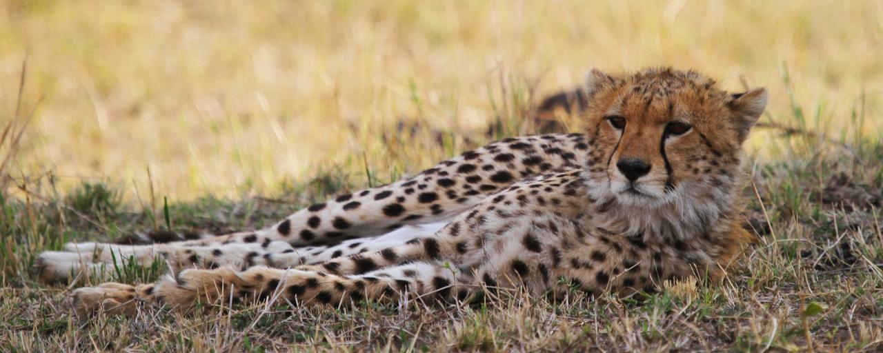 Northern Serengeti: cheetah in the shadow 