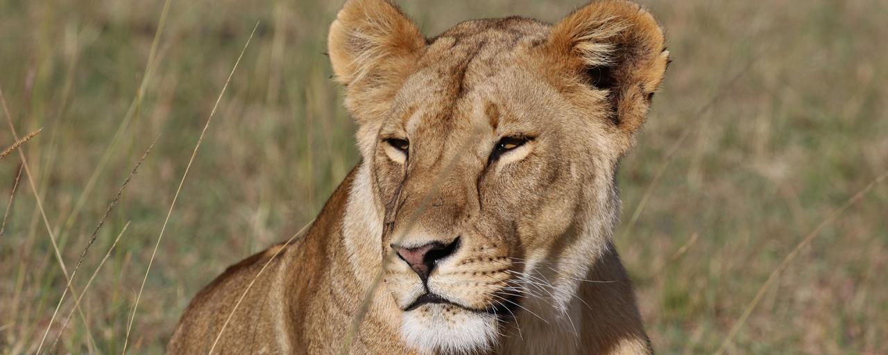 Masai Mara National Reserve: stunning female lion laying in the grass