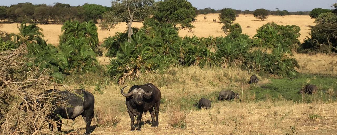 Serengeti National Park: Buffalos