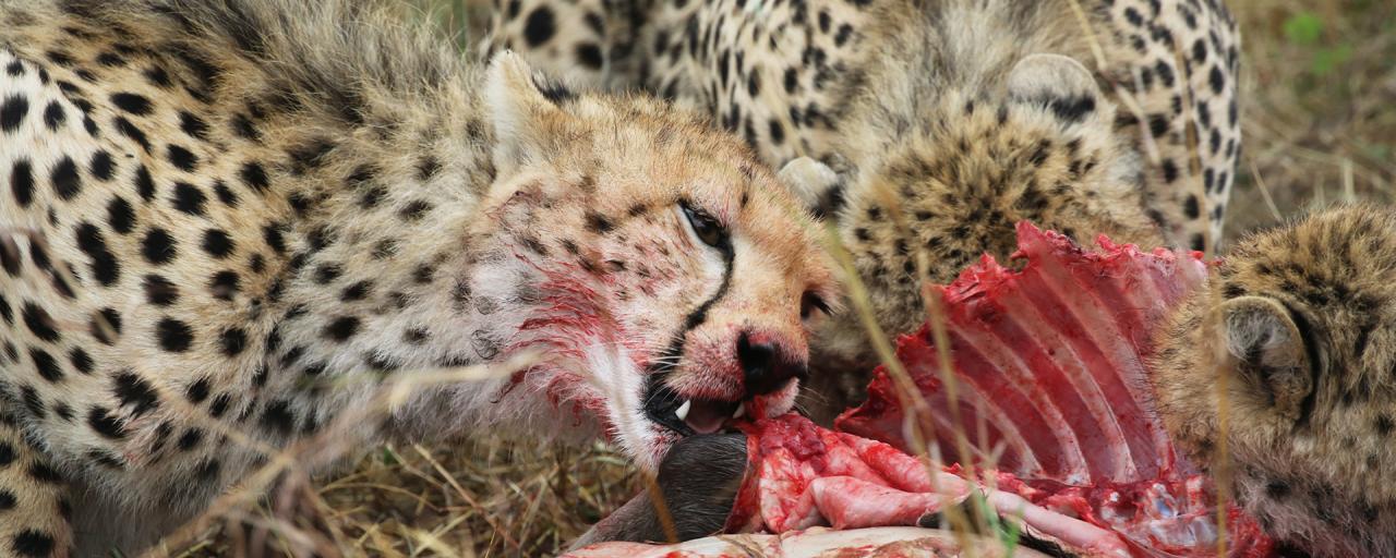 eating cheetah in Masai Mara National Reserve