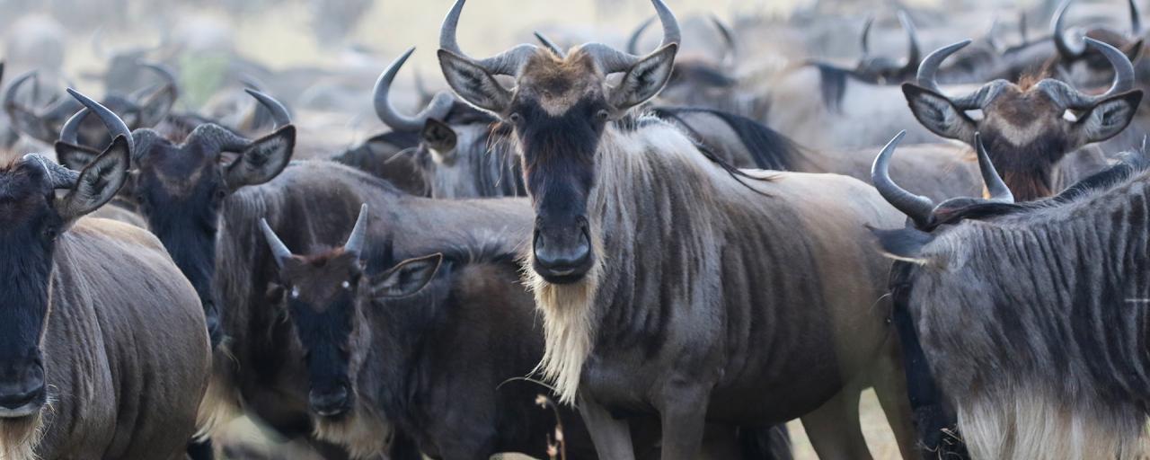 gnu and the great migration in Masai Mara National Reserve