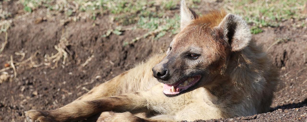 spotted hyena in Masai Mara National Reserve