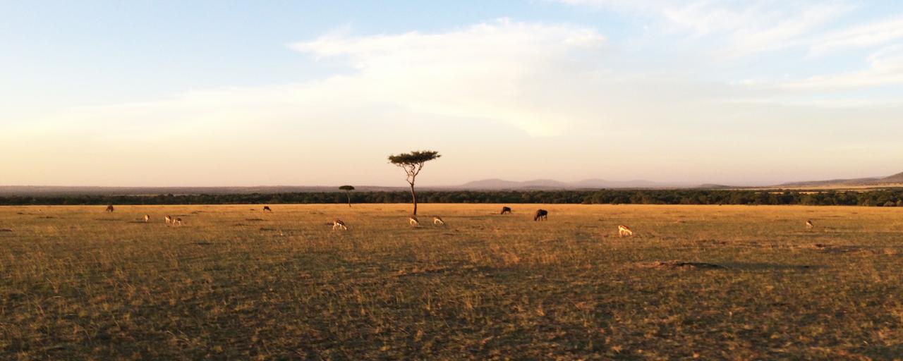 Masai Mara National Reserve landscape at the sunset