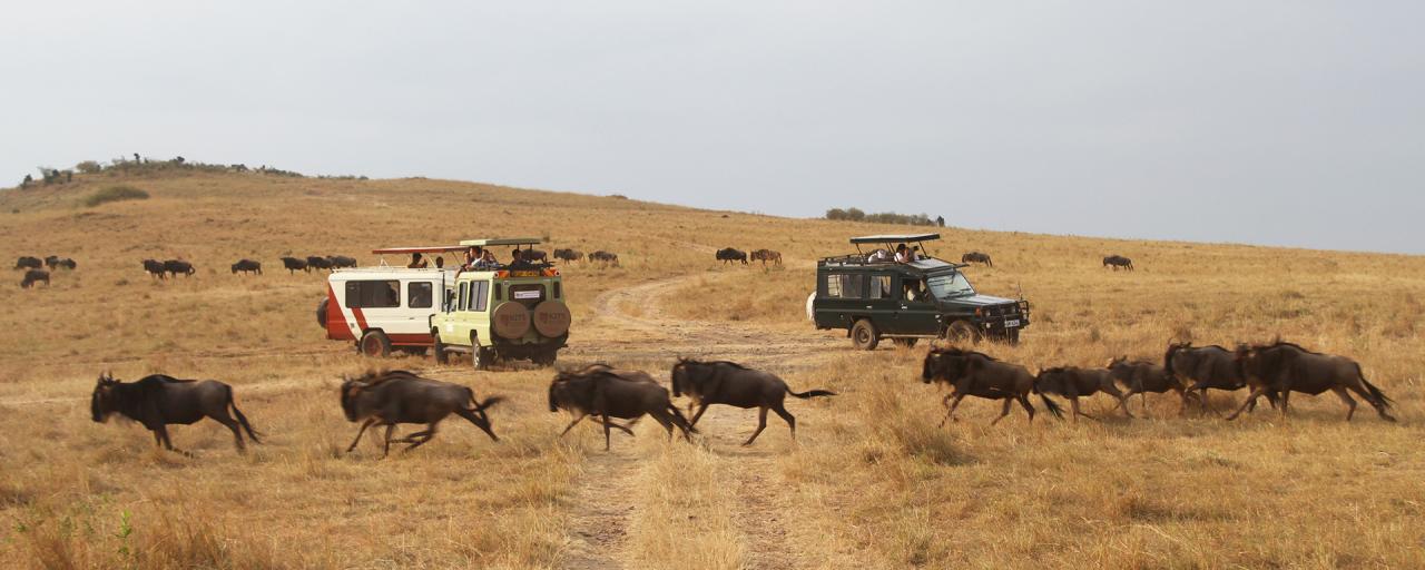  gnu and great migration in Masai Mara National Reserve