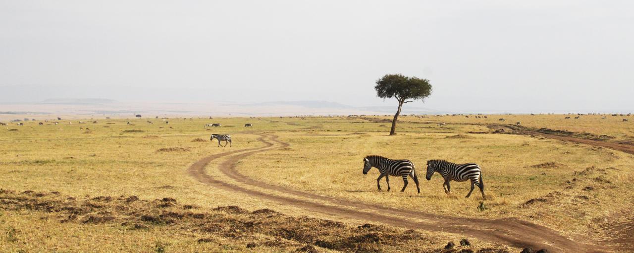 great migration zebras in Masai Mara National Reserve