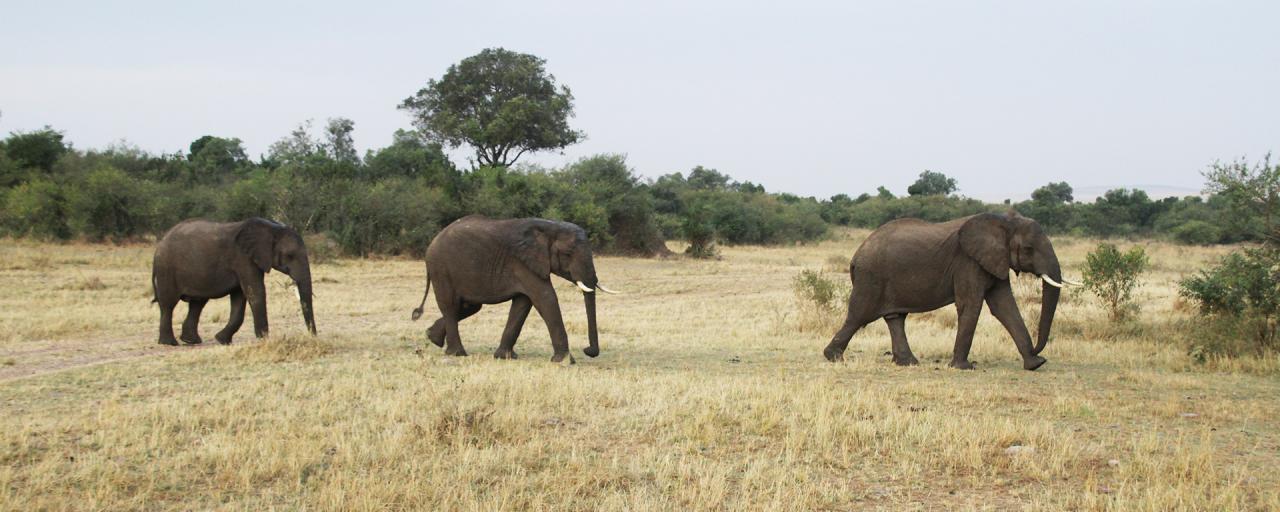 elephants walking in Masai Mara National Reserve