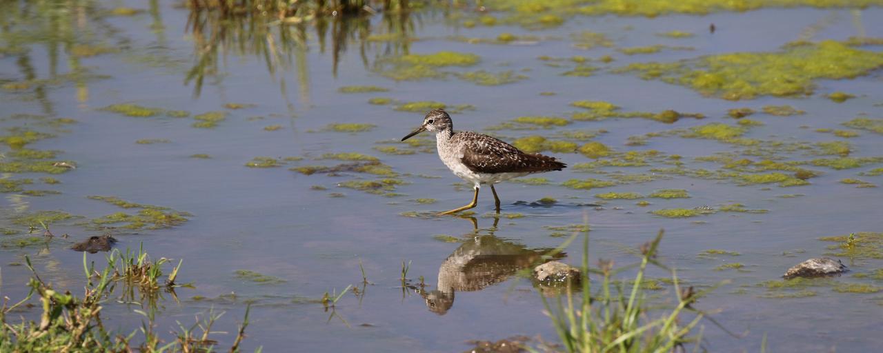 masai mara exploringafrica savannah romina facchi safariadv wood sandpiper great migration zebre river