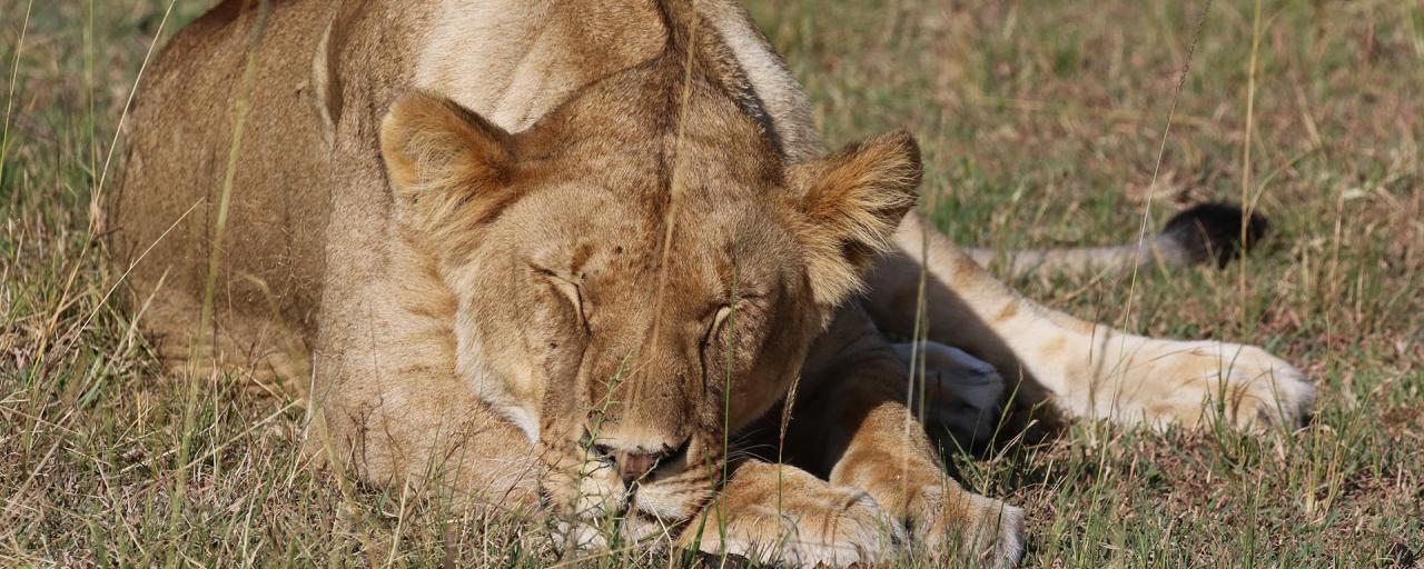 masai mara exploringafrica savannah romina facchi safariadv lion great migration 