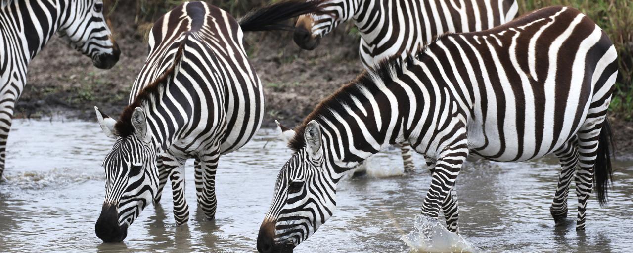 masai mara exploringafrica savannah romina facchi safariadv zebras great migration zebre river