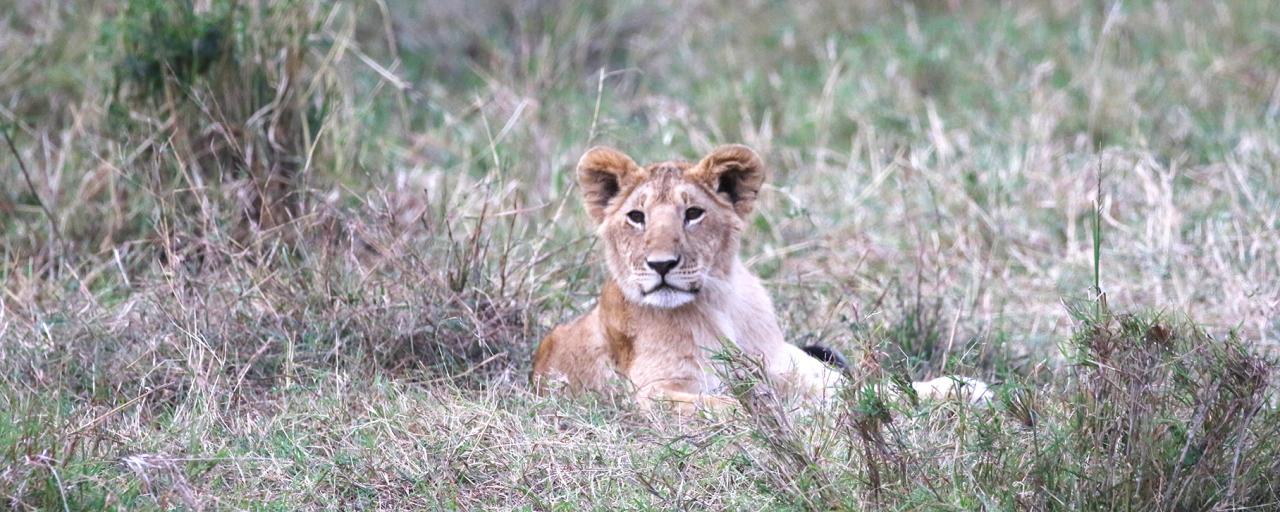 masai mara exploringafrica savannah romina facchi safariadv Olare Motorogi Conservancy lion