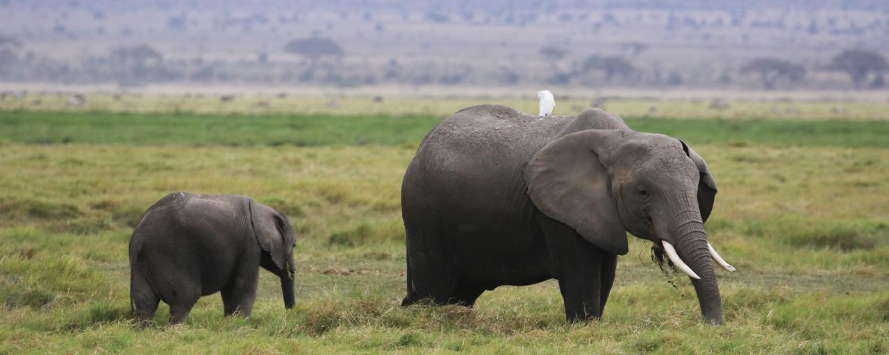 Amboseli National Park well knows as the "elephants park" here there are the most beautiful elephants in all Africa