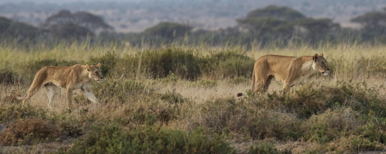 lion in Amboseli National Park