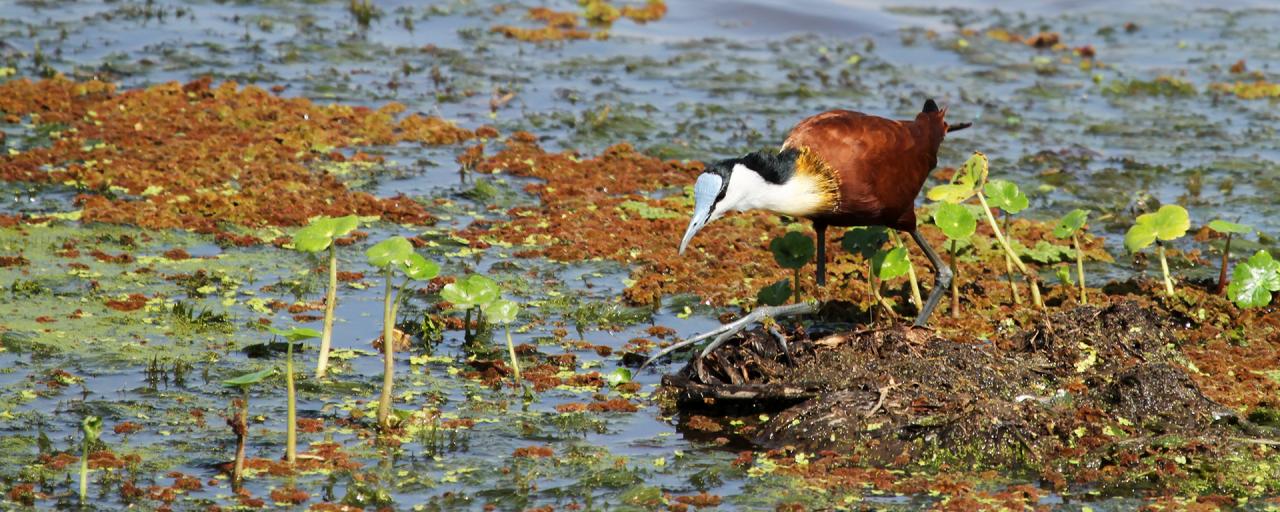an african jacana hunt in Amboseli National Park
