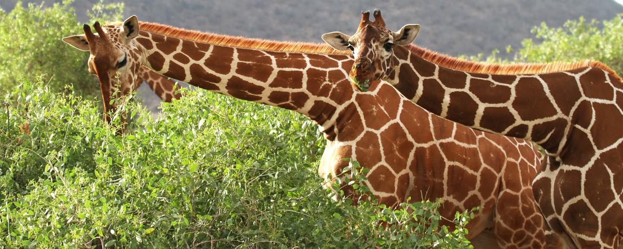 Samburu National Reserve amazing reticulated giraffes