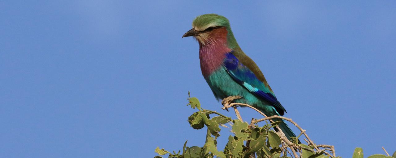 Samburu National Reserve lilac breasted roller Kenya