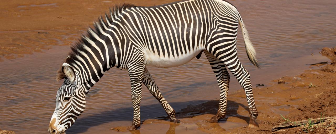 Samburu National Reserve where you can find the grevy zebra kenya romina facchi