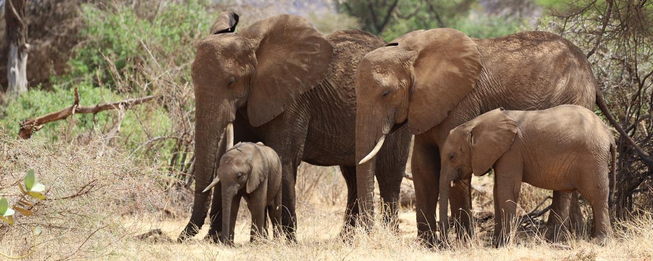  elephants at Samburu National Reserve kenya romina facchi