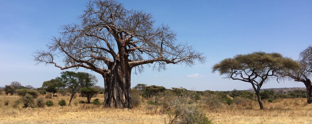 Tarangire National Park: majestic baobab adansonia digitata 