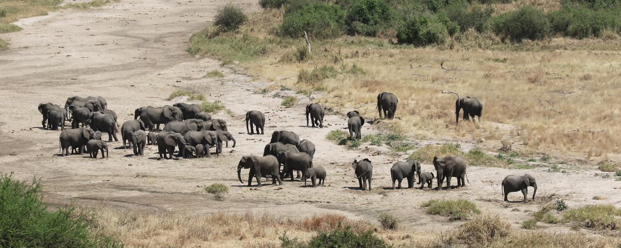 the Tarangire National Park is the park of elephants