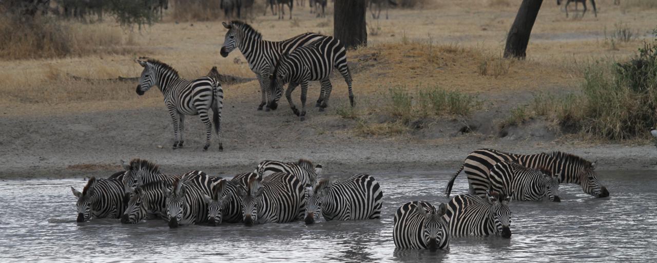 zebras enjoing a water hole in Tarangire National Park