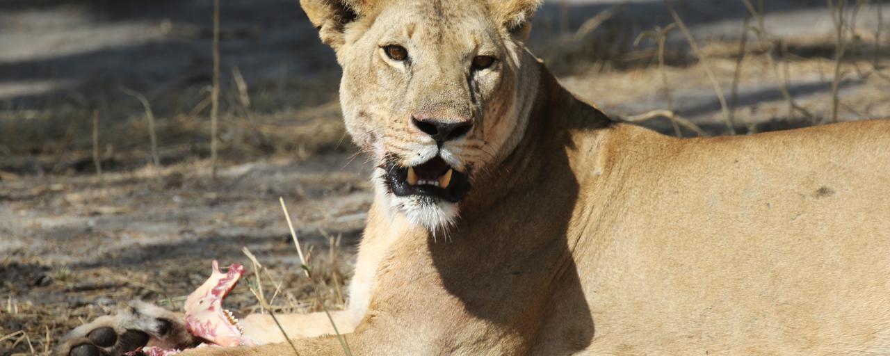 eating lion in Tarangire National Park