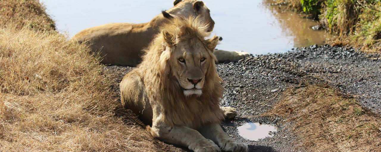 beautiful lions in Ngorongoro Conservation Area 