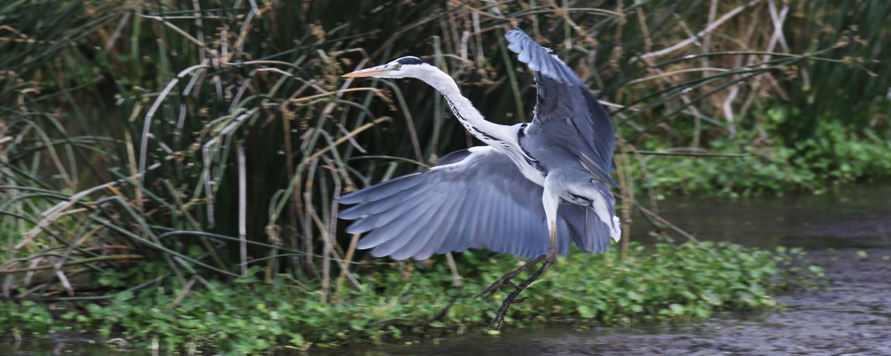 grey heron in Ngorongoro Conservation Area africa 