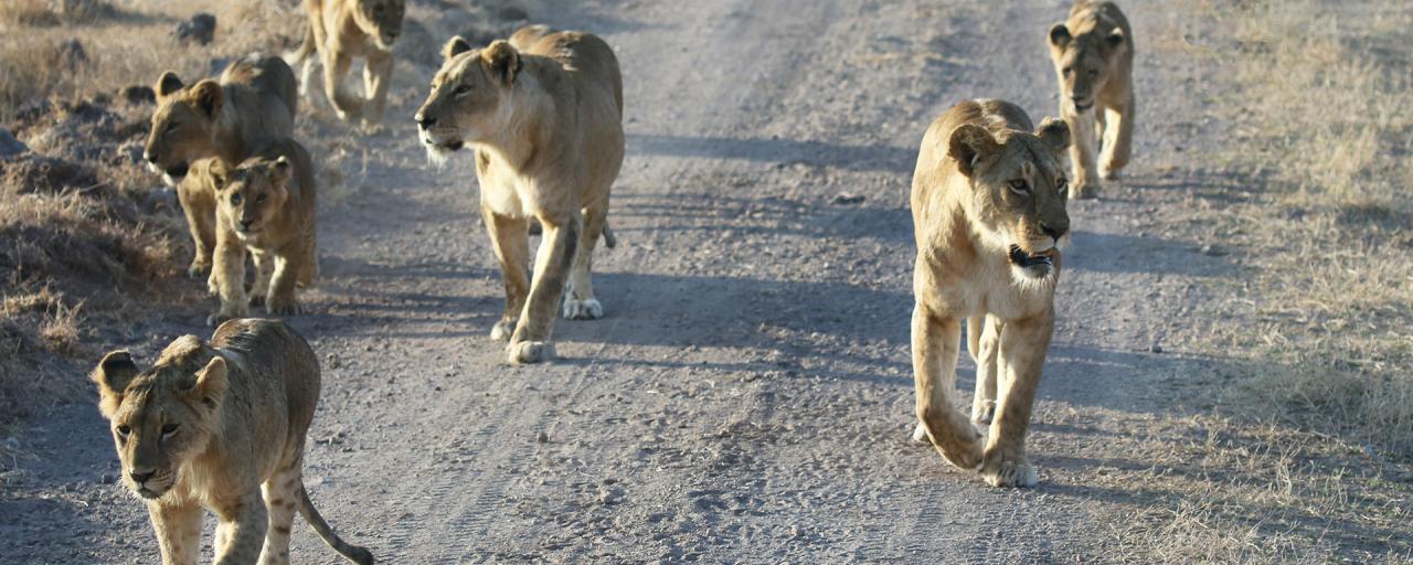 lion pride in Ngorongoro Conservation Area