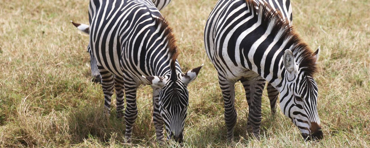 zebras eating in Ngorongoro Conservation Area