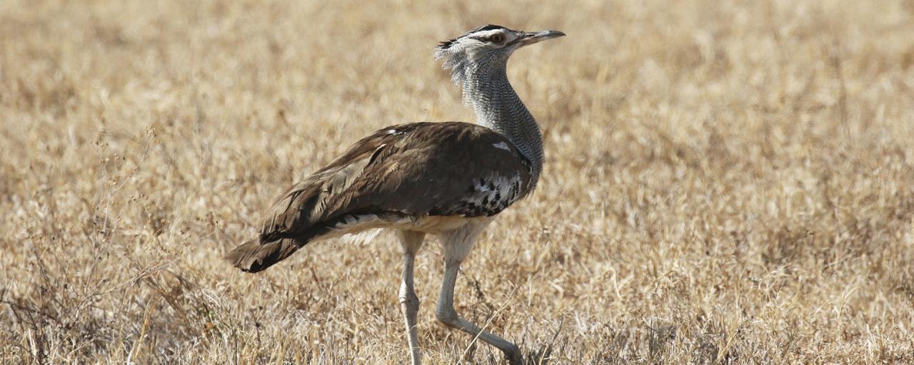 a kori bustard strolling around in Ngorongoro Conservation Area