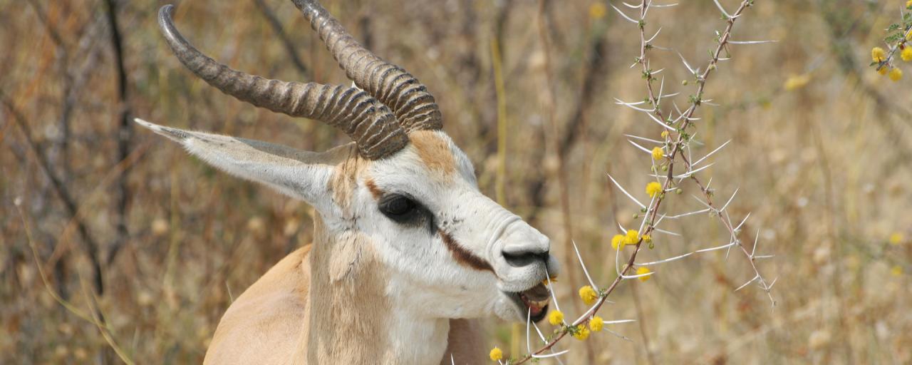 Etosha National Park springbok Namibia Romina Facchi Africa