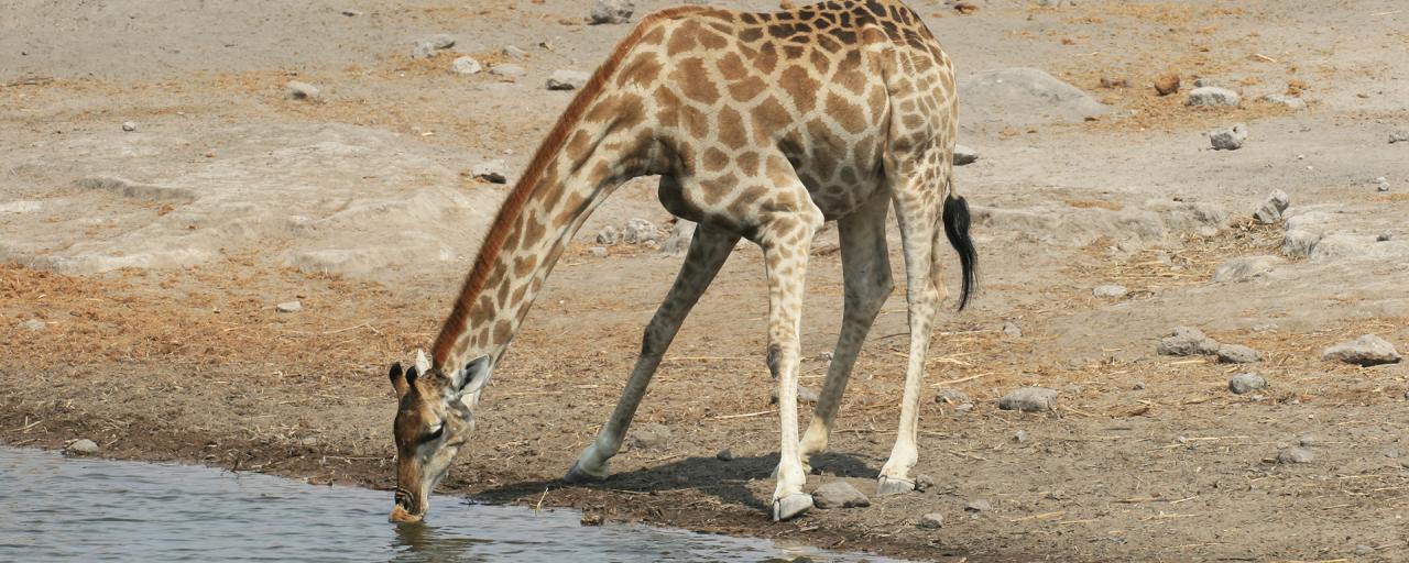 drinking giraffe in Etosha National Park africa namibia romina facchi