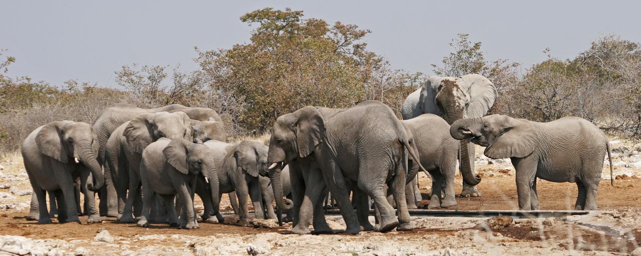 ghost elephants roaming in Etosha National Park namibia africa romina facchi