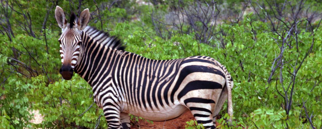 the Etosha National Park is the home of mountain zebra namibia africa