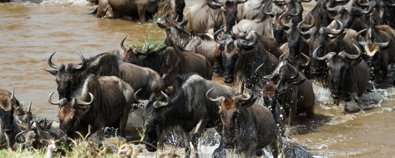 Serengeti National Park: Great Migration crossing the Mara River 