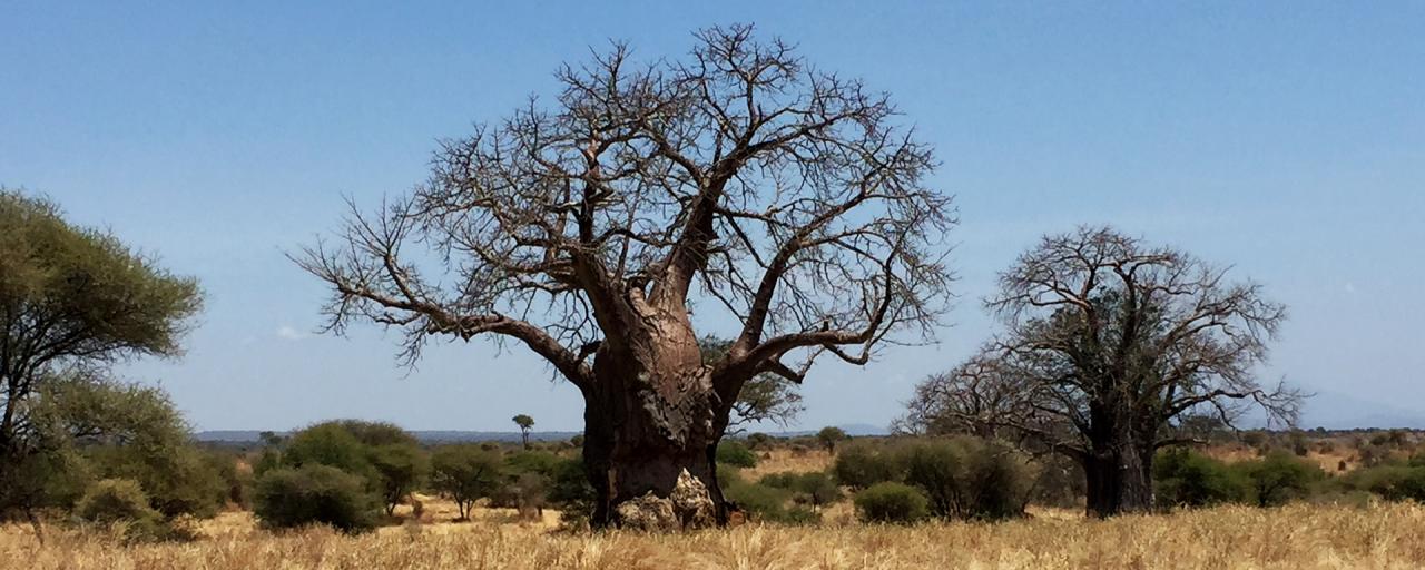 Tarangire National Park: majestic baobab adansonia digitata 