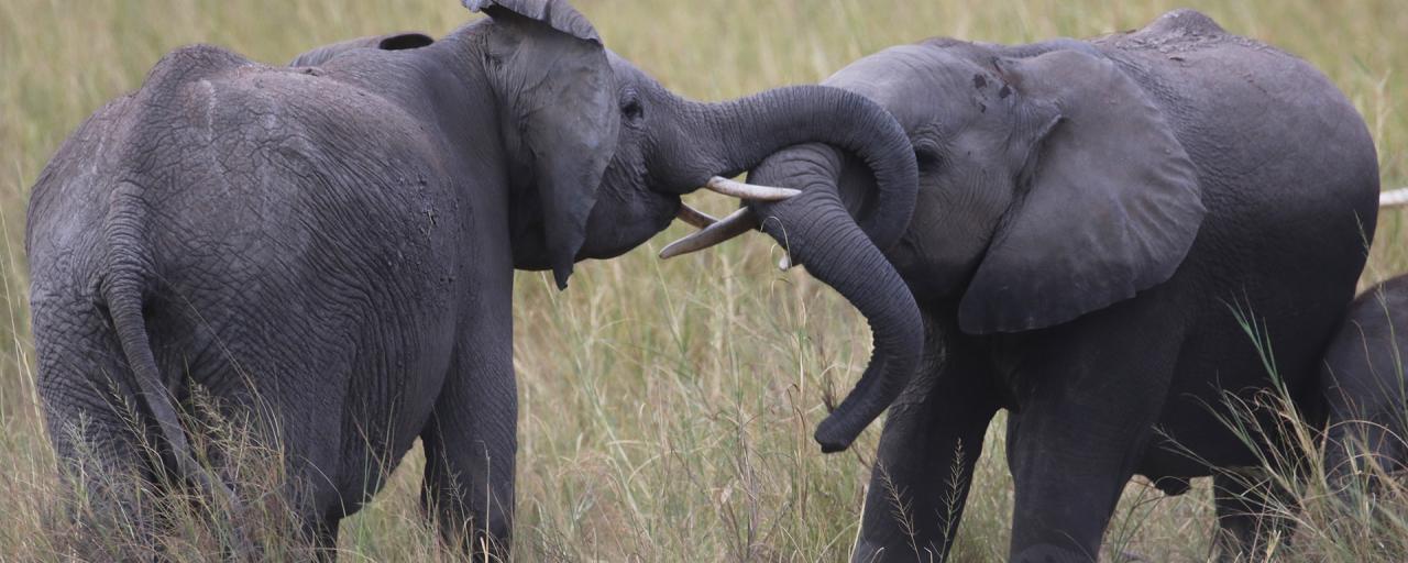 Amboseli National Park well knows as the "elephants park" here there are the most beautiful elephants in all Africa