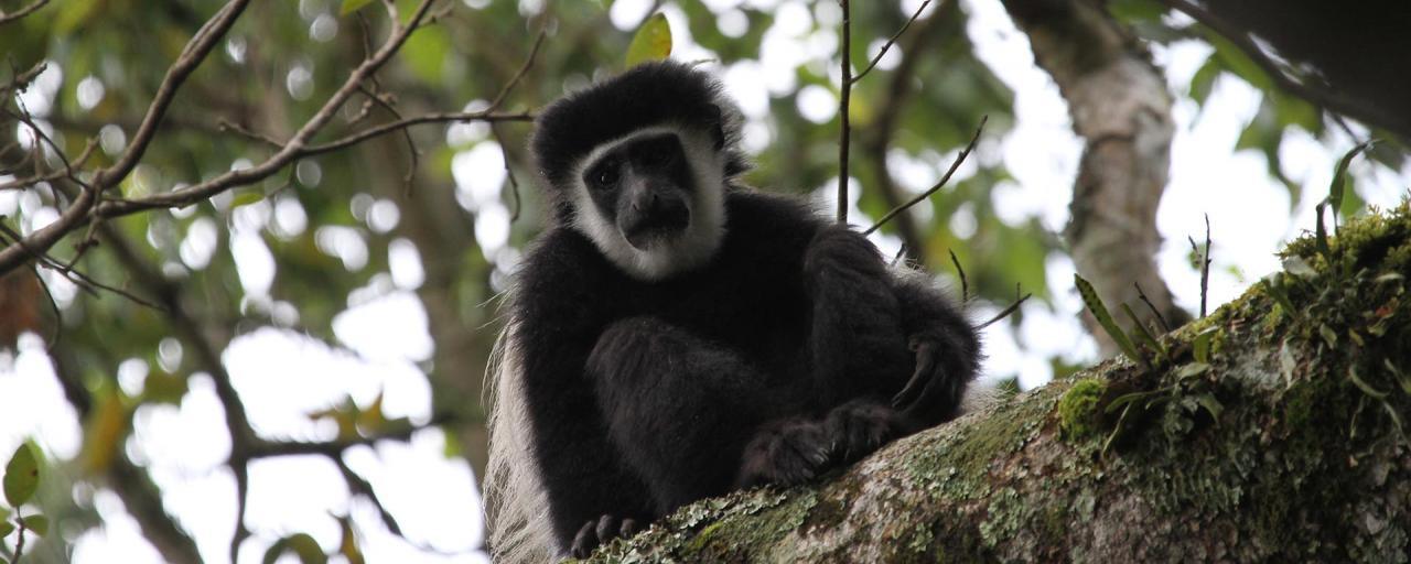 Arusha National Park: Angola White and Black Colobus, Colobus angolesis tanzania africa