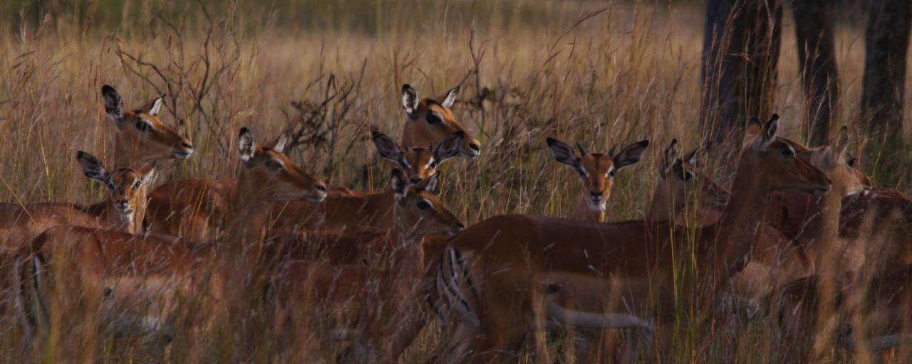 zimbabwe antilopi hwange 