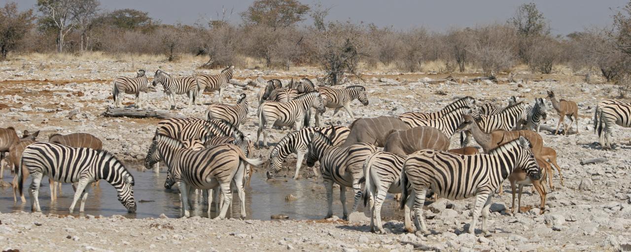 etosha National Park the pan zebras kudus Namibia romina facchi