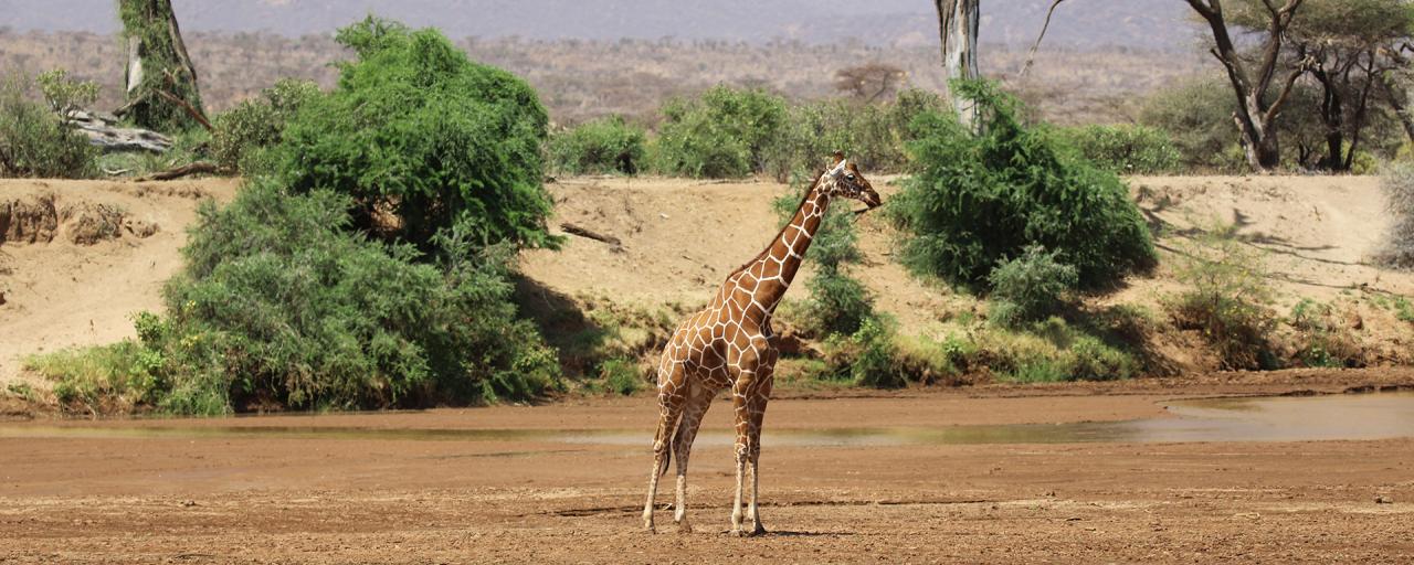 samburu giraffe reticulated giraffe romina facchi kenya