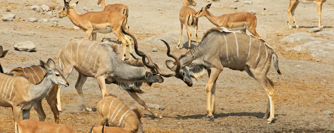 etosha National Park kudu romina facchi safariadv exploringafrica