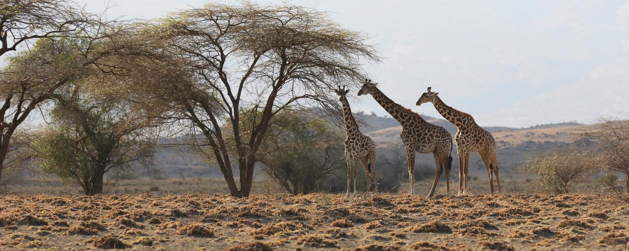 lake natron tanzania giraffes safariadv exploringafrica rominafacchi