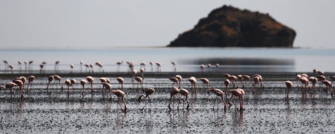 Lesser Flamingo lake Natron Tanzania Africa Great Rift Valley