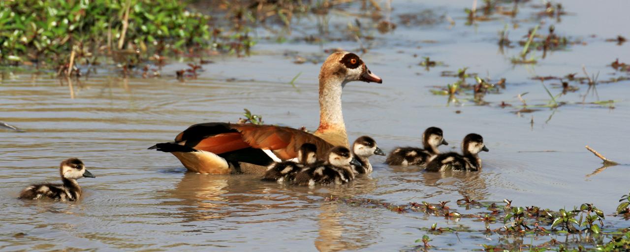 okawango delta exploringafrica safariadv romina facchi travel viaggi Egyptian goose