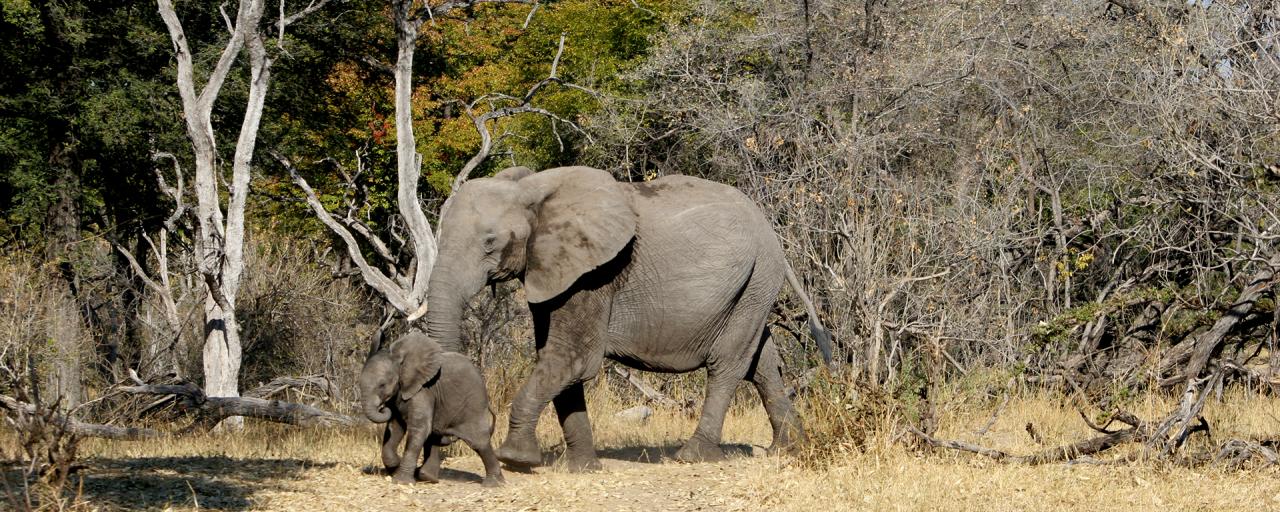 okawango delta exploringafrica safariadv romina facchi travel viaggi elephant